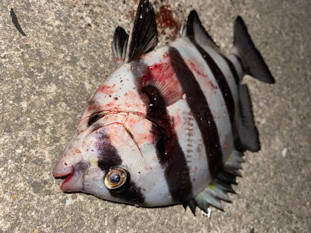 ヘチってきました