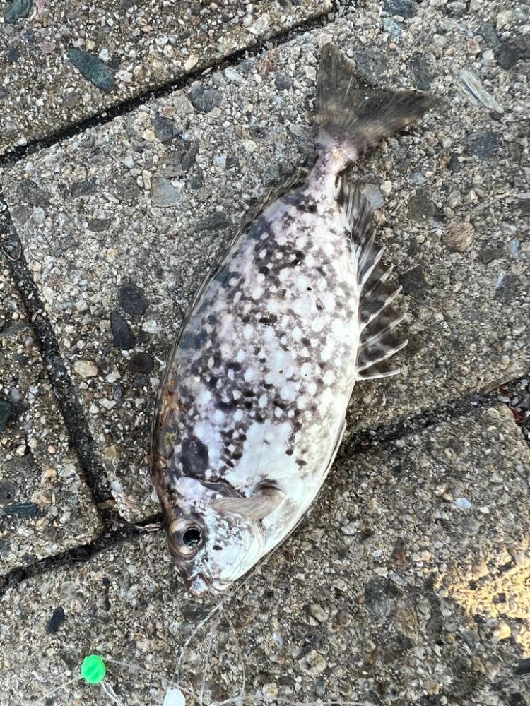 シーサイドコスモ、五目狙い