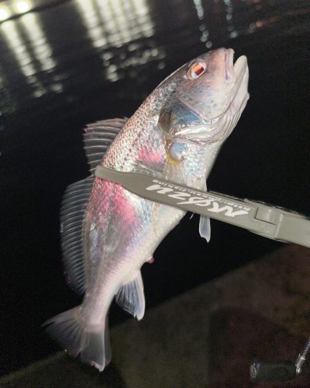 ボトム放置のアジング