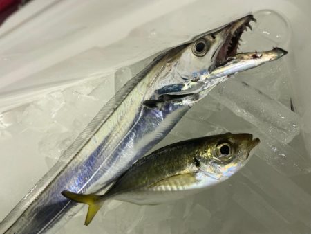 太刀魚テンヤ⋆*🐉