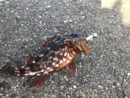 ヤエン釣りの合間