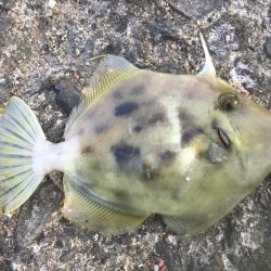 今年初カワハギ