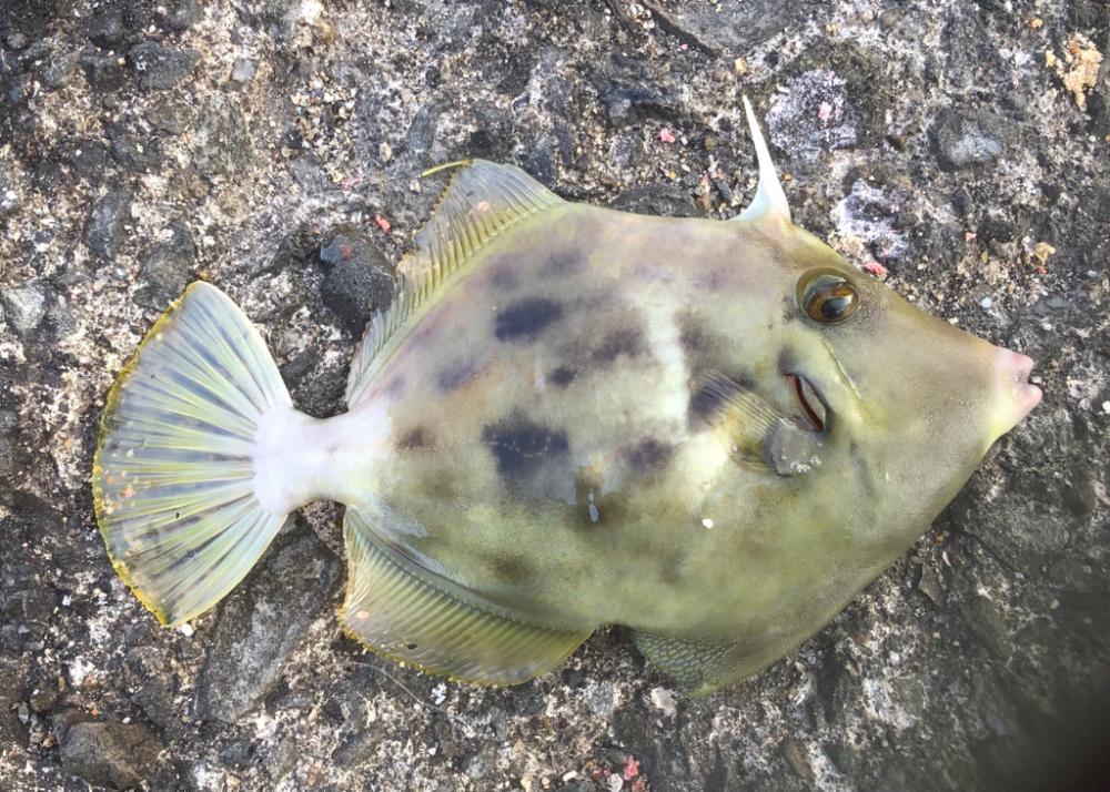 今年初カワハギ