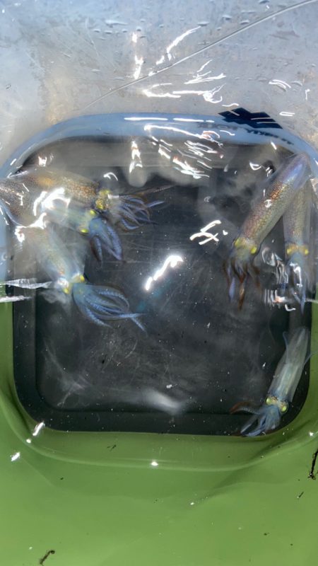 ヒイカエギング