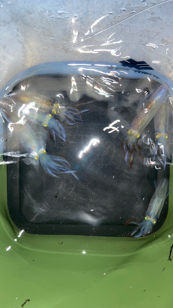 ヒイカエギング