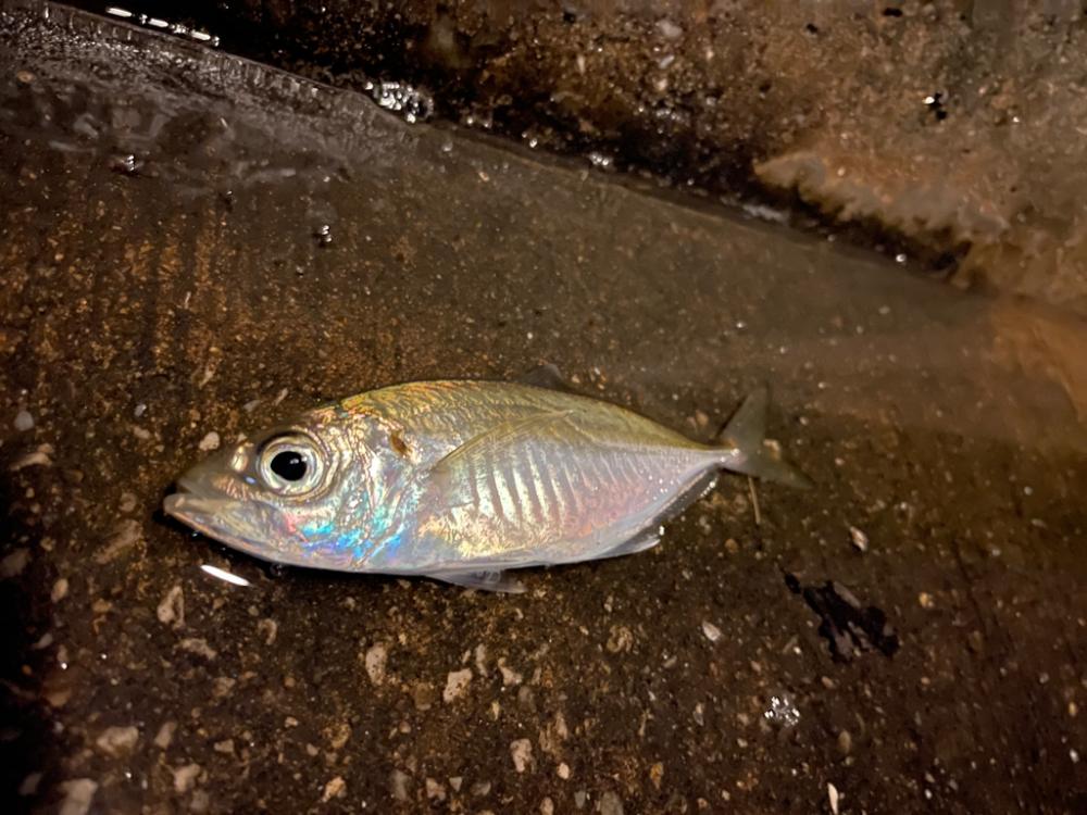 自分はアジング、友達はエギング