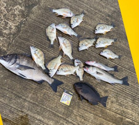 日の出はアジ、サバその後