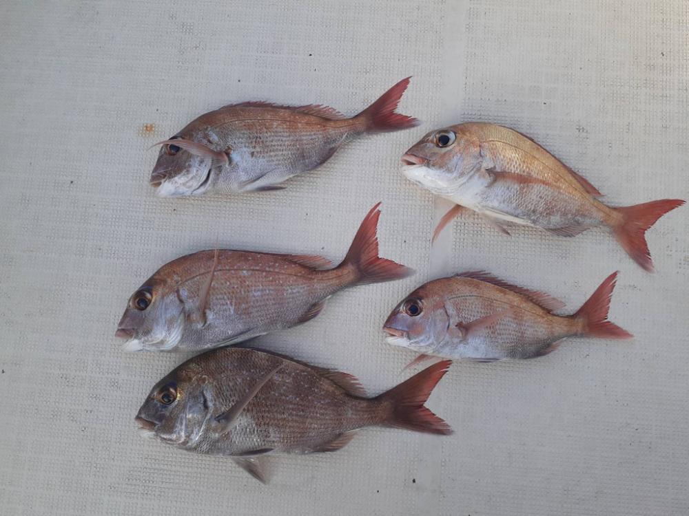 タイラバでまさかの