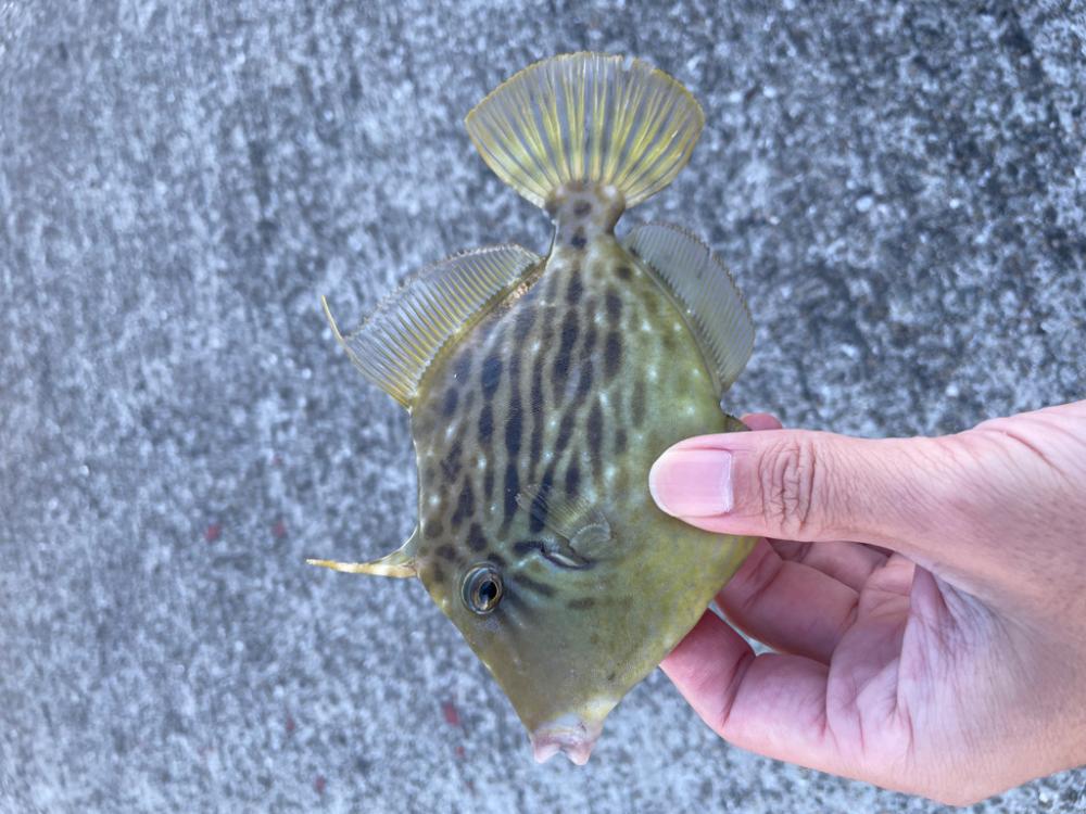 カワハギ釣り