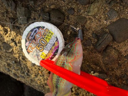 がまかつ公式投稿　調査編