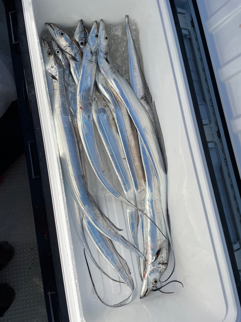 タチウオジギング