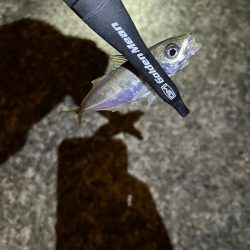 まだまだ豆アジ