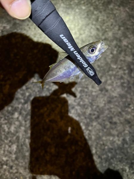 まだまだ豆アジ