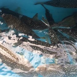 ショウサイフグ