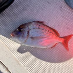 いろんな魚が釣れました