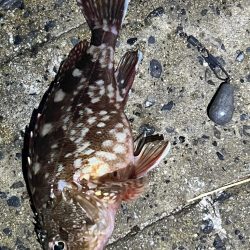 シーサイドコスモ、アイゴ数釣り