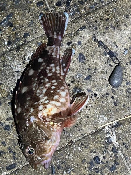 シーサイドコスモ、アイゴ数釣り