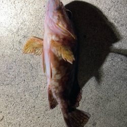 メバリング、アジング