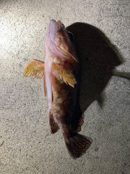 メバリング、アジング