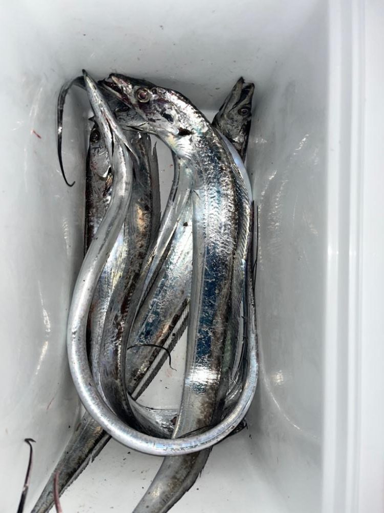 《太刀魚爆釣》岸和田エリアリアル！