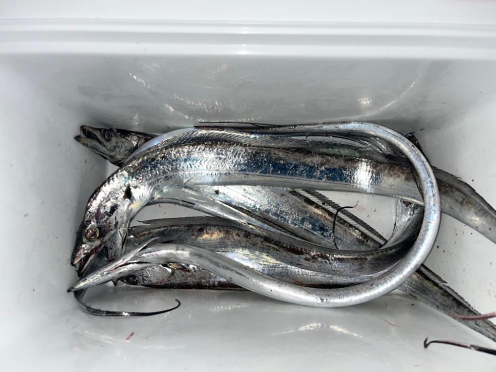 《太刀魚爆釣》岸和田エリアリアル！