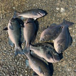 垂水一文字 グレ好調