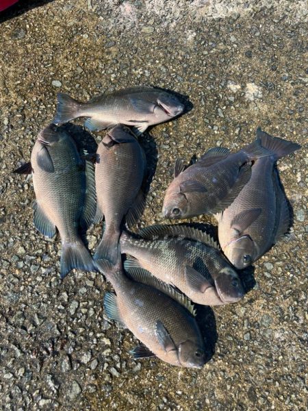 垂水一文字　グレ好調