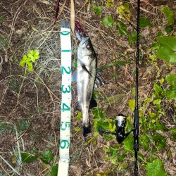 シーバスとニゴイ