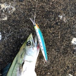 短時間でなんとか青物