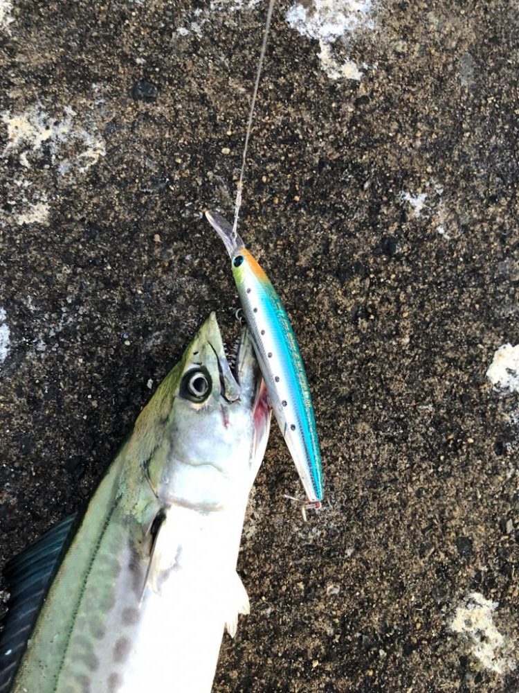 短時間でなんとか青物