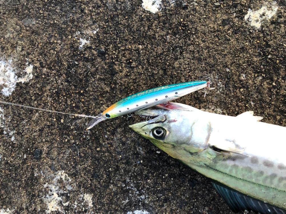 短時間でなんとか青物