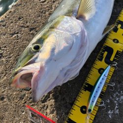 まだまだ青物回遊あり