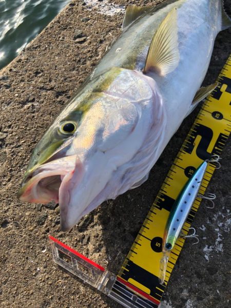 まだまだ青物回遊あり