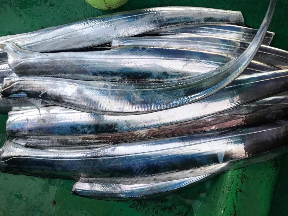 タチウオテンヤ