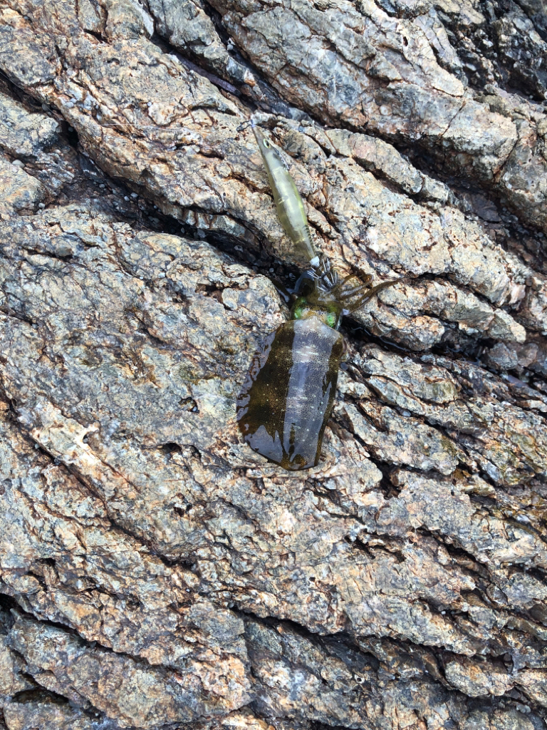 おそらく冬を越せないイカ達