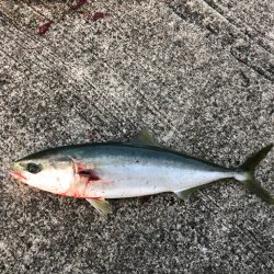 あじのノマセでハマチを釣る