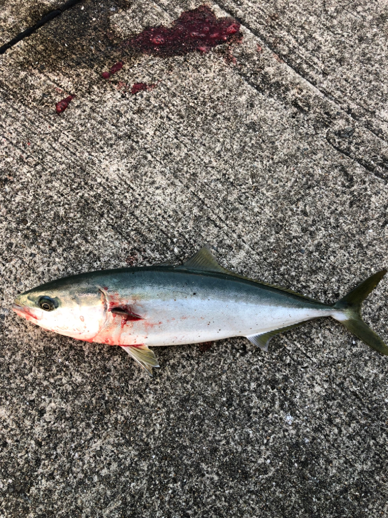 あじのノマセでハマチを釣る