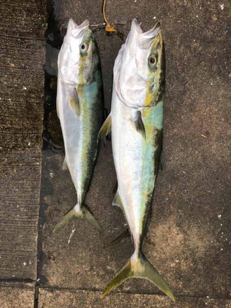 雨の中ブリが釣れました