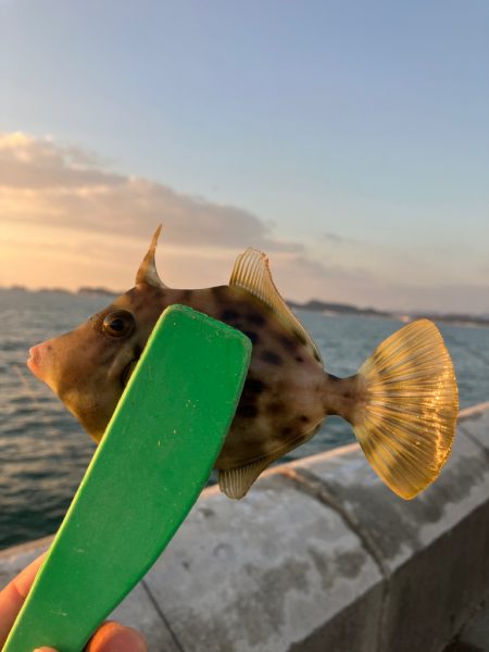 カワハギ好調太刀魚壊滅？