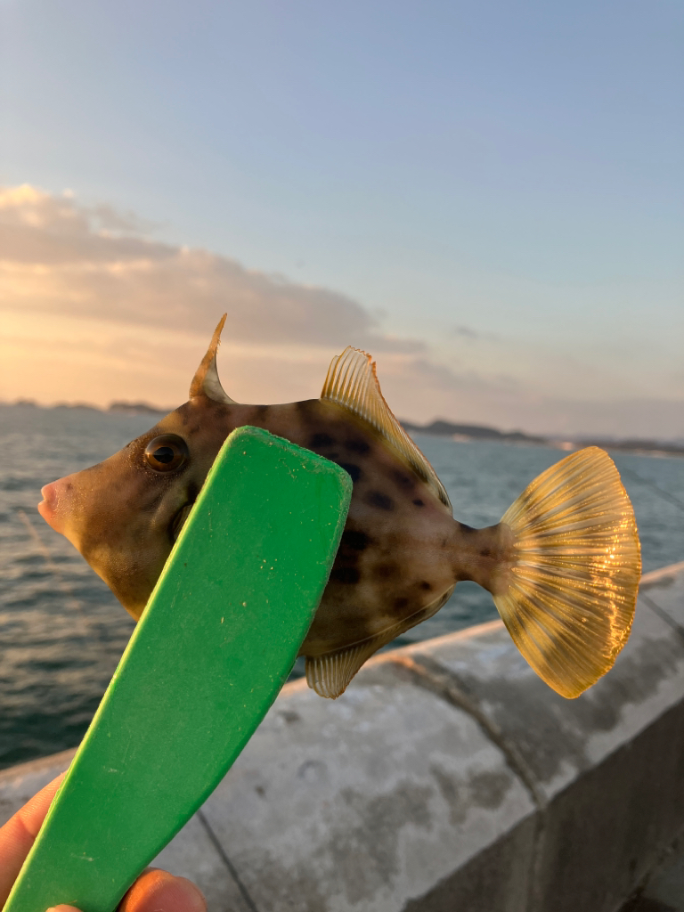 カワハギ好調太刀魚壊滅？