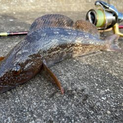 ロック〜エギング