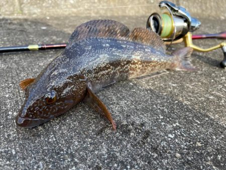 ロック〜エギング