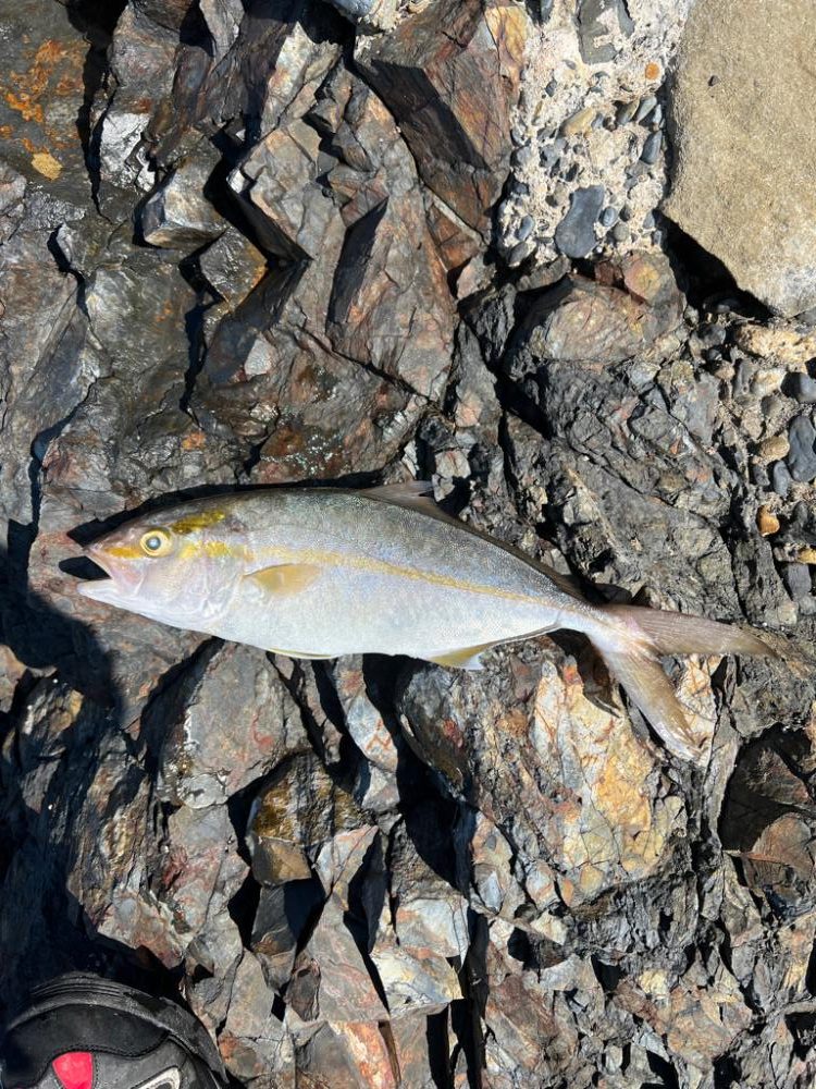 ワダツミの神さんの恵みに感謝❗️