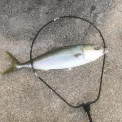 第9回雰囲気あります。