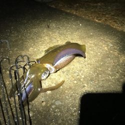 激渋の小アオリイカ　それでも。楽。