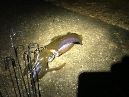 激渋の小アオリイカ　それでも。楽。