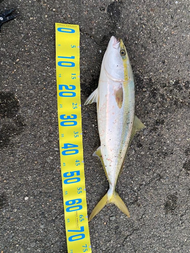 2度目の泳がせ釣り