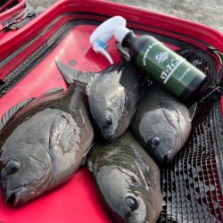 グレ釣れてます！