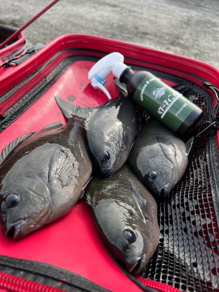 グレ釣れてます！