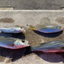 一色漁港でセイゴ